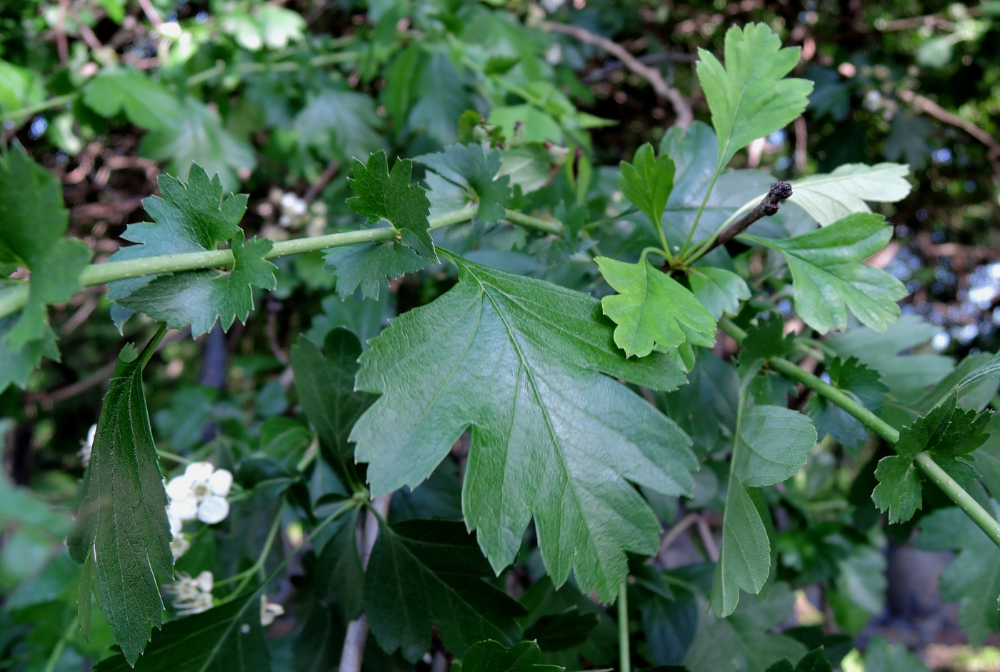 Image of Crataegus monogyna specimen.