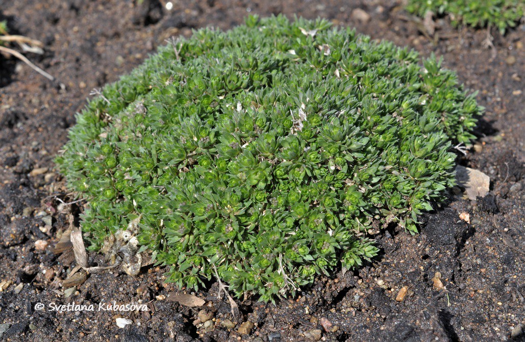 Image of Draba bruniifolia specimen.