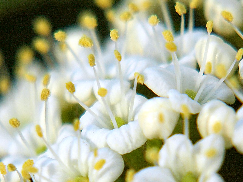 Изображение особи Viburnum lantana.