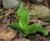 Epipactis helleborine. Вегетирующее растение. Крым, Карадагский заповедник, биостанция, в культуре из Ленинградской области. 13 мая 2016 г.