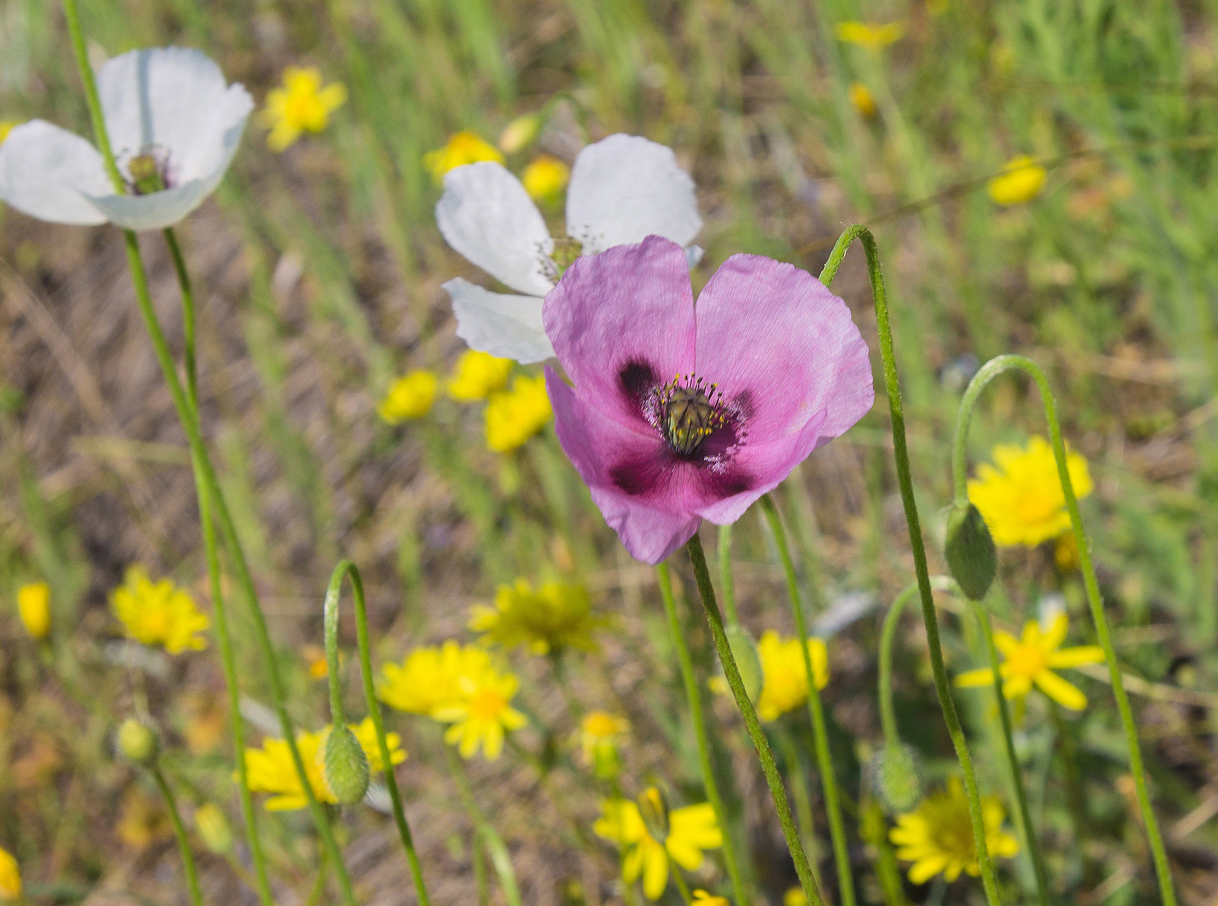 Image of Papaver stevenianum specimen.