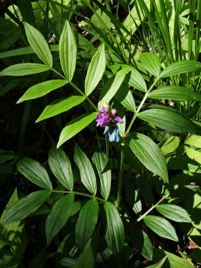 Image of Lathyrus komarovii specimen.