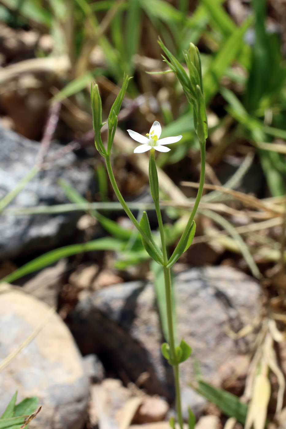 Изображение особи Centaurium meyeri.