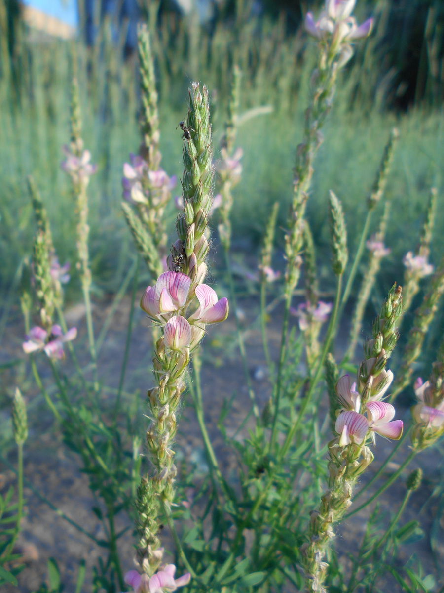 Image of Onobrychis arenaria specimen.