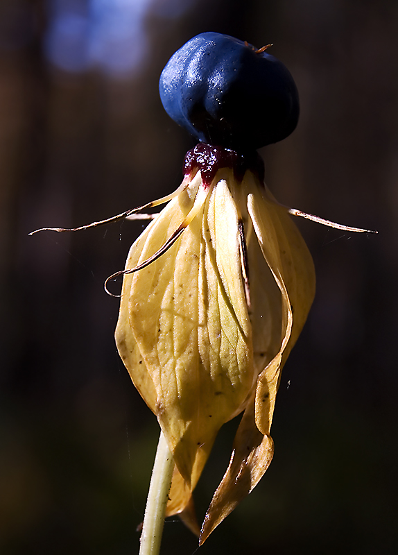 Image of Paris quadrifolia specimen.