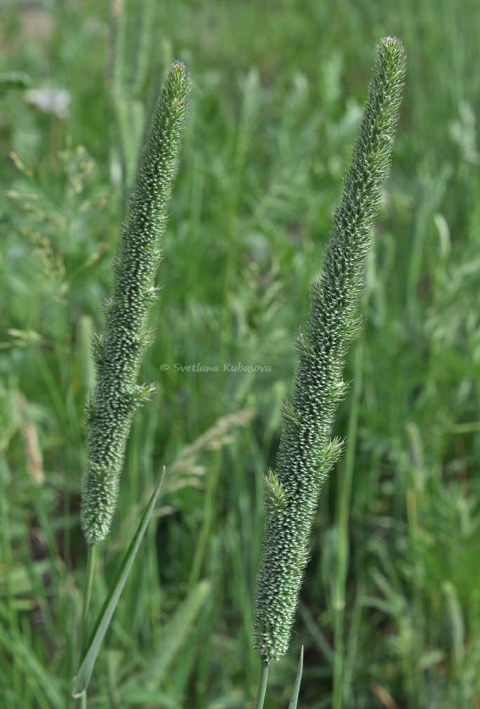 Image of Phleum pratense specimen.