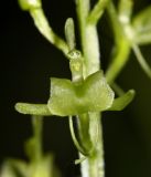 Image of specimen
