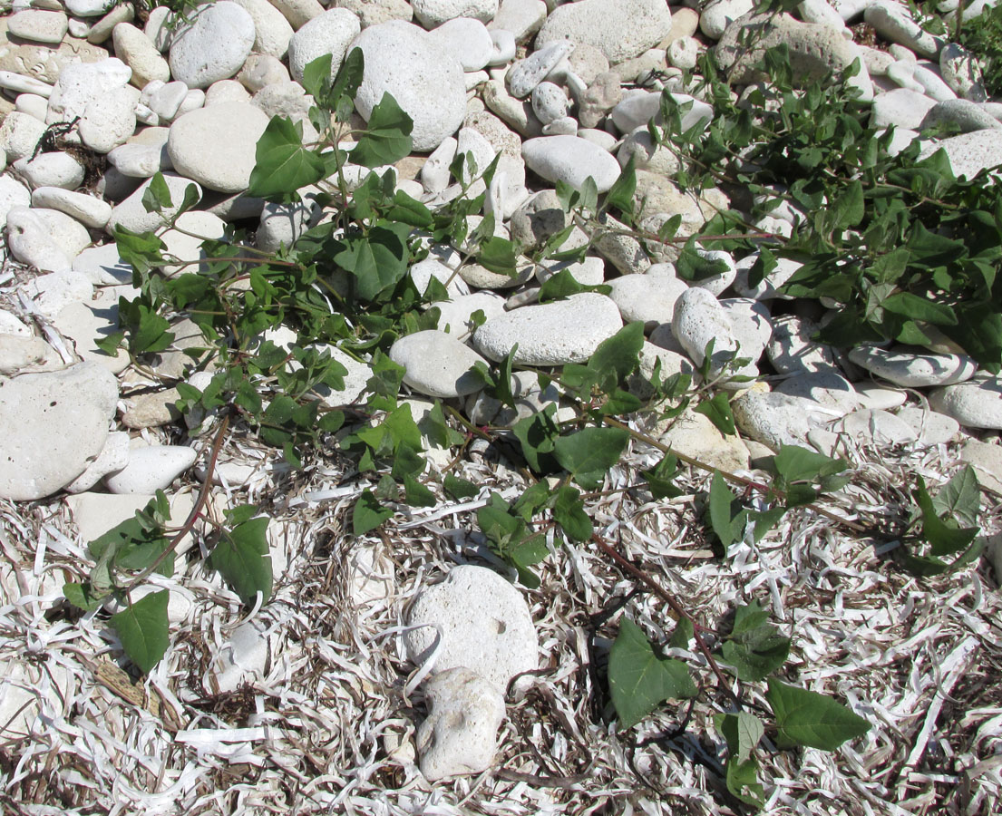 Image of Atriplex prostrata specimen.