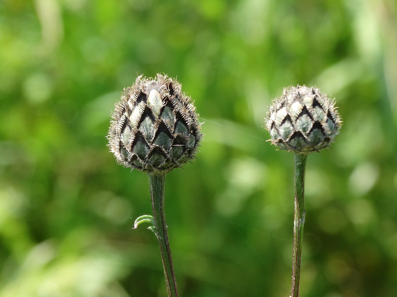Image of Centaurea scabiosa specimen.