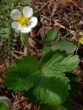 Fragaria vesca