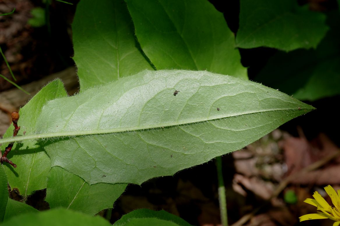 Изображение особи Hieracium koehleri.