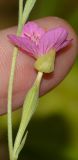 Oenothera rosea