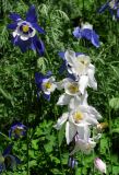 Aquilegia jucunda