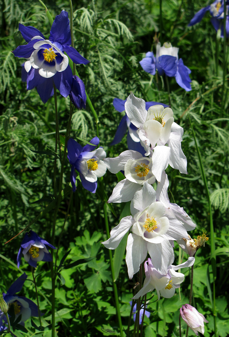 Изображение особи Aquilegia jucunda.