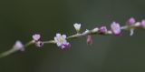 genus Polygonum