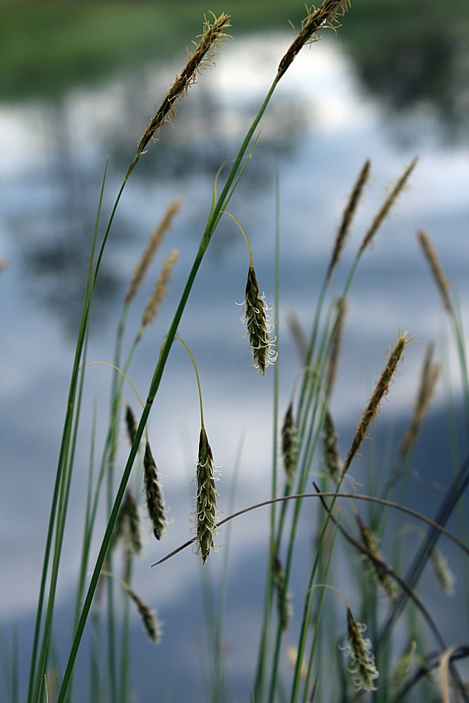 Image of Carex limosa specimen.