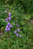 Campanula rapunculoides