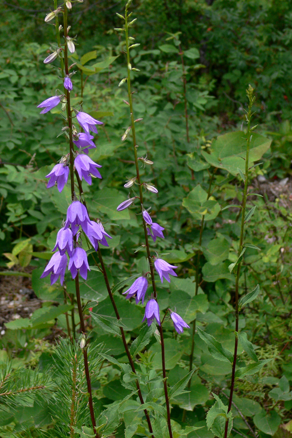 Изображение особи Campanula rapunculoides.