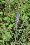 Salvia virgata