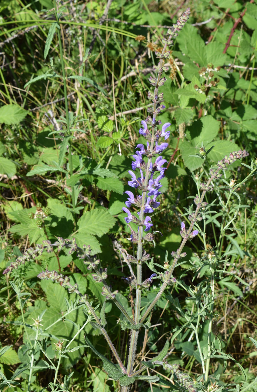 Изображение особи Salvia virgata.