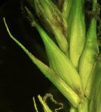 Carex raddei