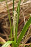 Carex distans. Пестичное соцветие. Нидерланды, провинция Friesland, о-в Schiermonnikoog, приморский луг. 24 мая 2010 г.
