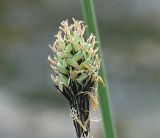 Carex adelostoma