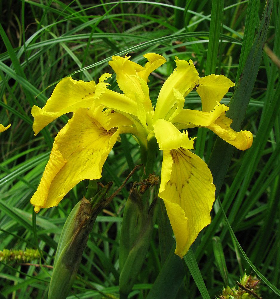 Image of Iris pseudacorus specimen.