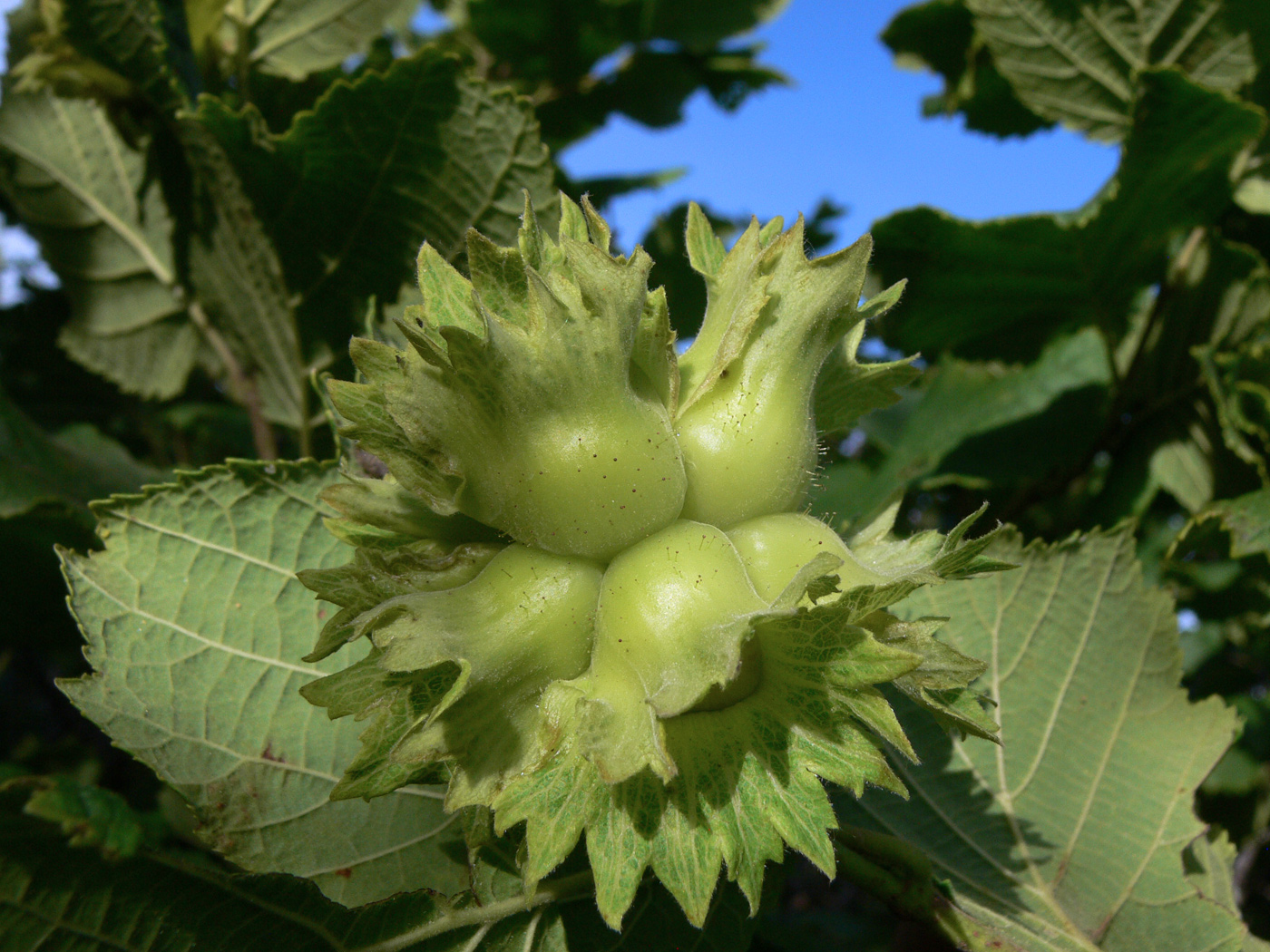 Изображение особи Corylus heterophylla.