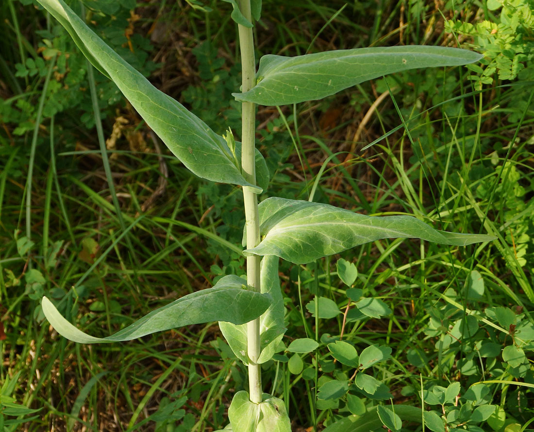 Изображение особи Turritis glabra.