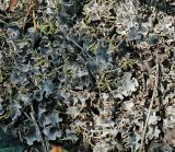 genus Peltigera. Слоевища на подстилке соснового бора. Владимирская обл., Ковровский р-н, окр. дер. Митино, лес. 24.06.2013.