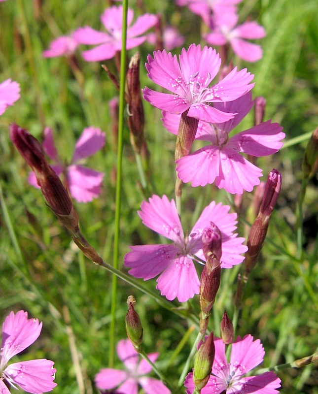 Image of Dianthus deltoides specimen.