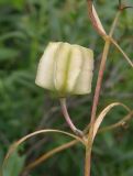 Fritillaria ruthenica. Плод. Украина, г. Запорожье, о-в Хортица, северный берег острова, степной склон. 01.06.2016.