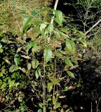 Staphylea colchica