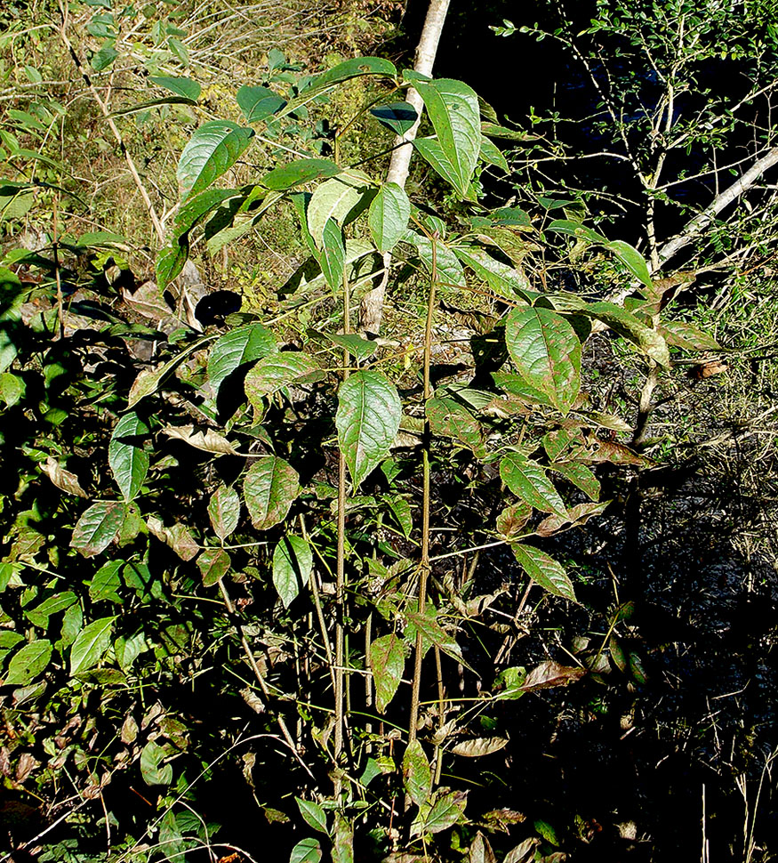 Image of Staphylea colchica specimen.