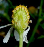 Anthemis cotula