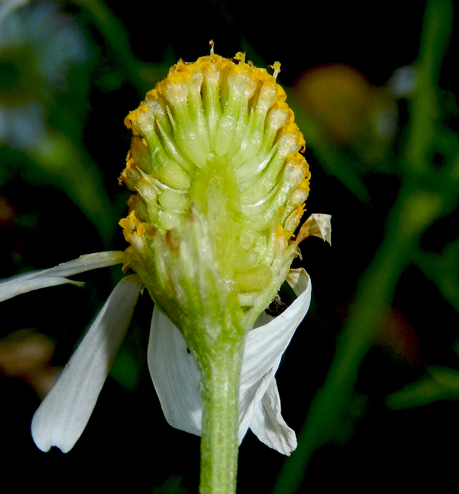 Изображение особи Anthemis cotula.