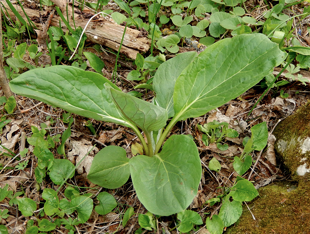 Изображение особи Solenanthus biebersteinii.