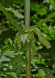 Heracleum mantegazzianum