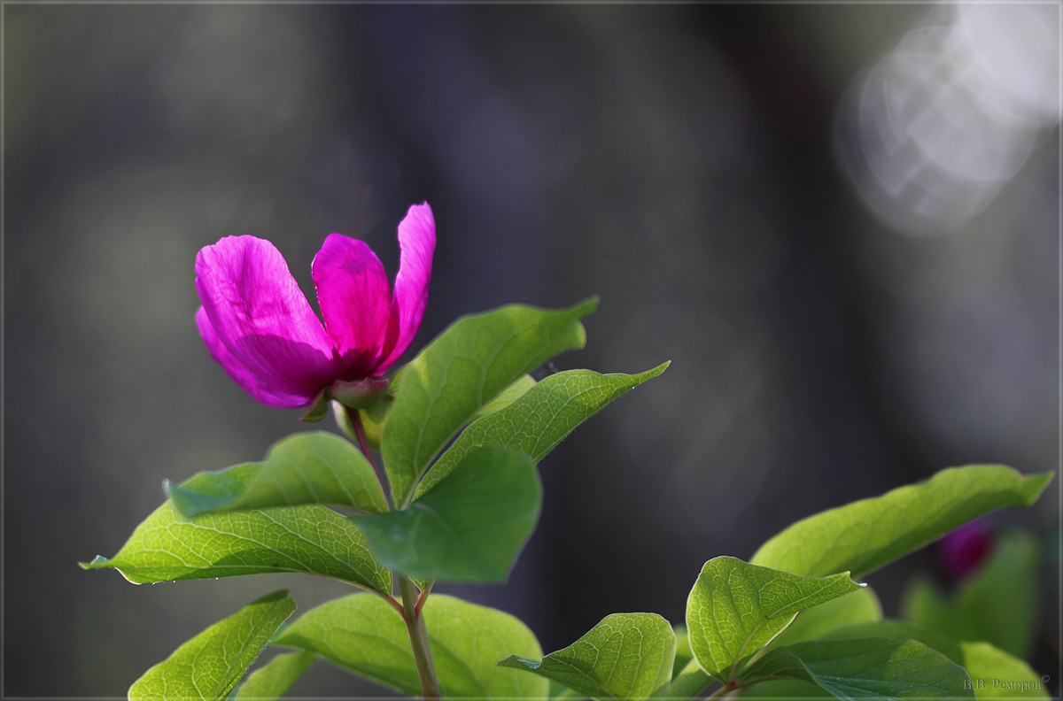 Изображение особи Paeonia caucasica.