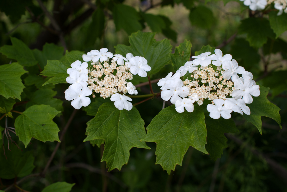 Image of Viburnum opulus specimen.