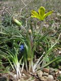 Gagea granatellii. Цветущее растение. Крым, Балаклава, приморские склоны. 26 марта 2010 г.