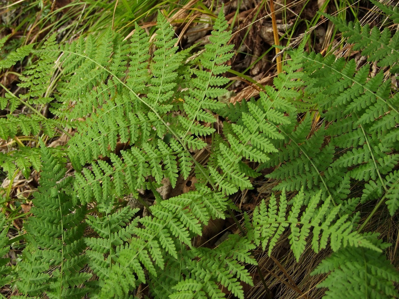 Image of Diplazium sibiricum specimen.