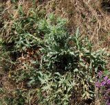 Eryngium campestre