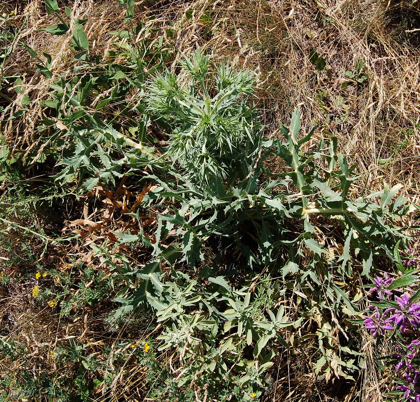 Изображение особи Eryngium campestre.