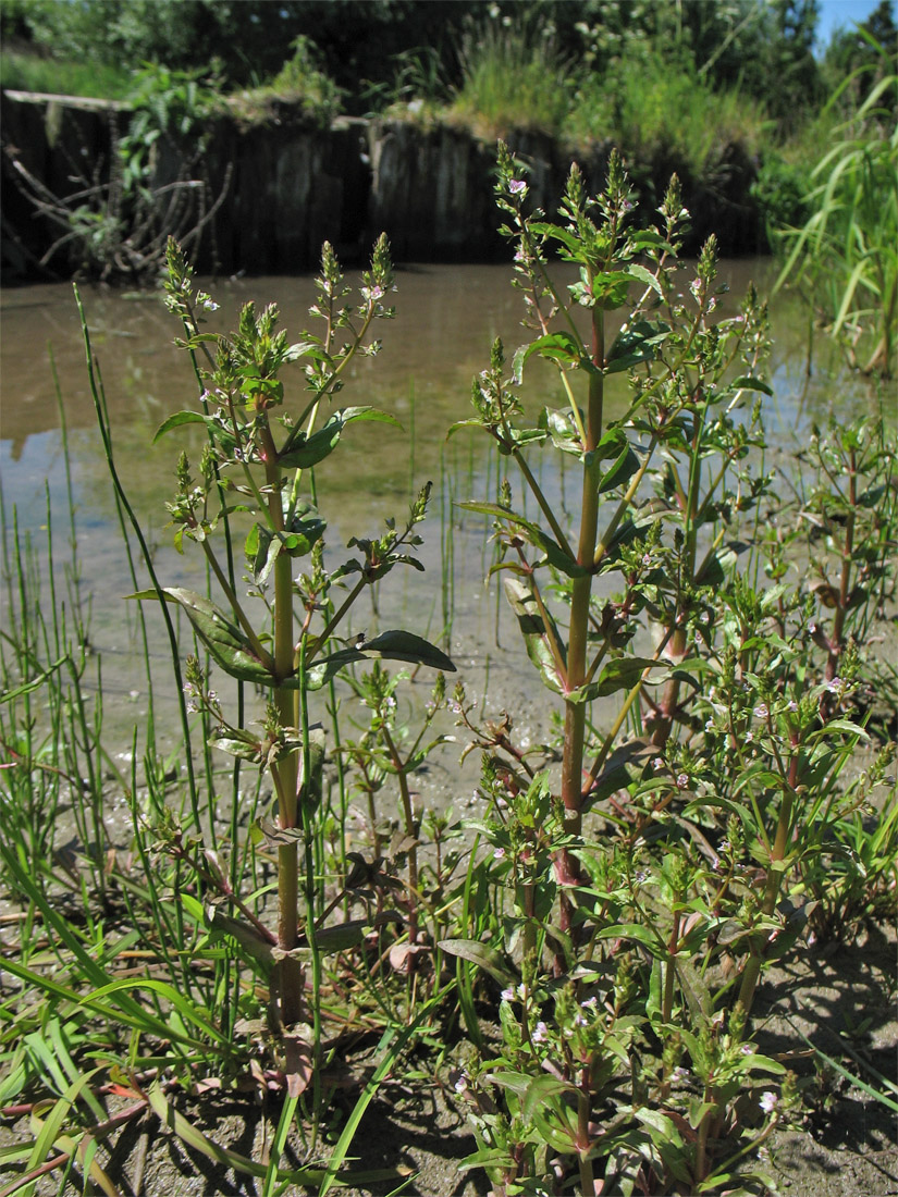 Image of Veronica catenata specimen.