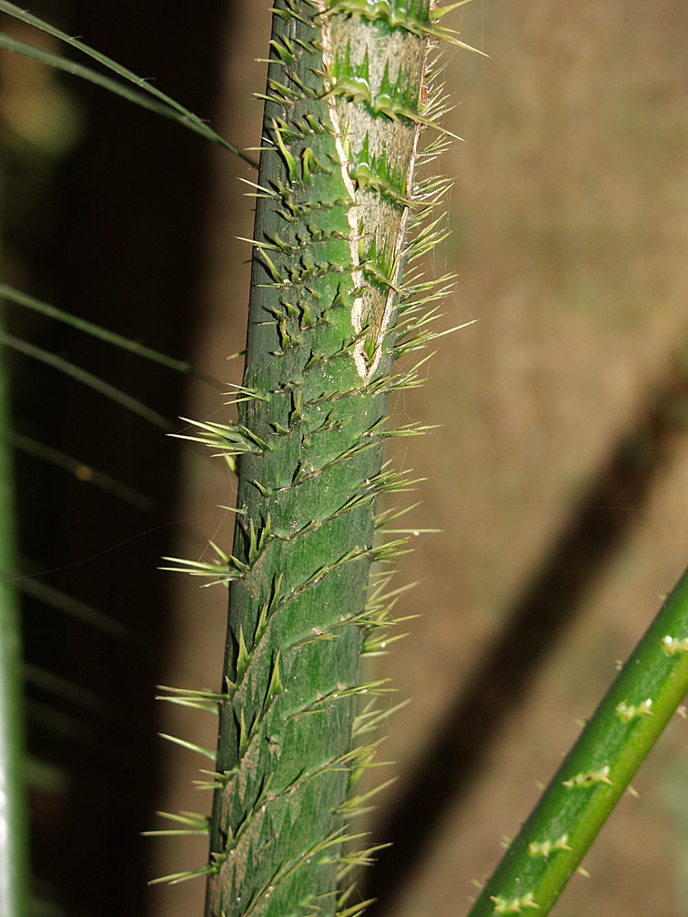 Image of genus Calamus specimen.