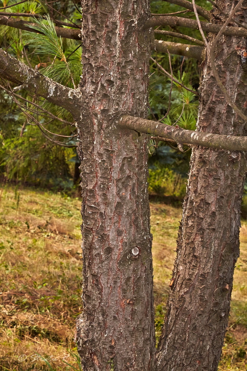 Image of genus Pinus specimen.