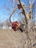 Rosa rugosa. Прошлогодний плод. Марий Эл, г. Йошкар-Ола, мкр-н Гомзово, ул. Машиностроителей, заброшенный газон. 16.04.2017.