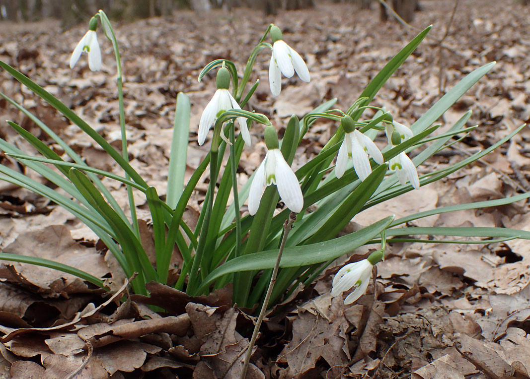 Image of Galanthus nivalis specimen.
